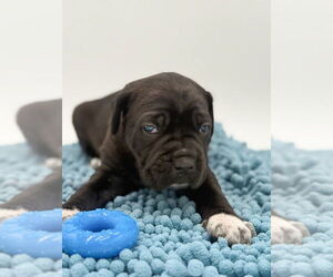 Mutt Dogs for adoption in Brooklyn, NY, USA