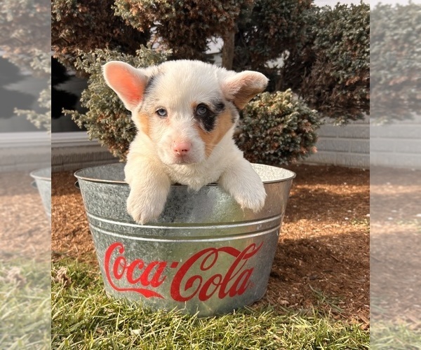 Medium Photo #3 Pembroke Welsh Corgi Puppy For Sale in MIDDLEBURY, IN, USA