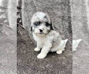 Bichon Frise-Cavapoo Mix Puppy for sale in ELKTON, KY, USA