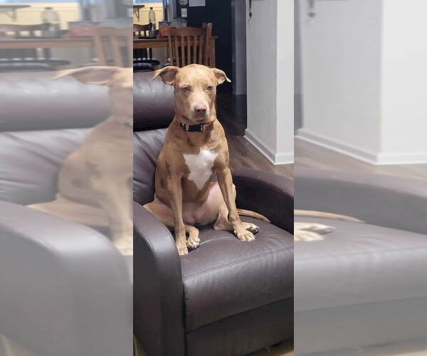 Medium Photo #3 Catahoula Leopard Dog Puppy For Sale in FRAMINGHAM, MA, USA