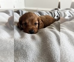 Small Photo #13 Dachshund Puppy For Sale in BROWNSBURG, IN, USA