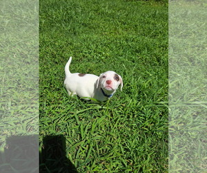 Mutt Dogs for adoption in Holly Springs, NC, USA