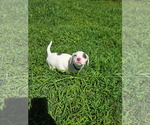 Small Mutt