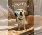 Small Photo #10 Retriever -Unknown Mix Puppy For Sale in Holly Springs, NC, USA