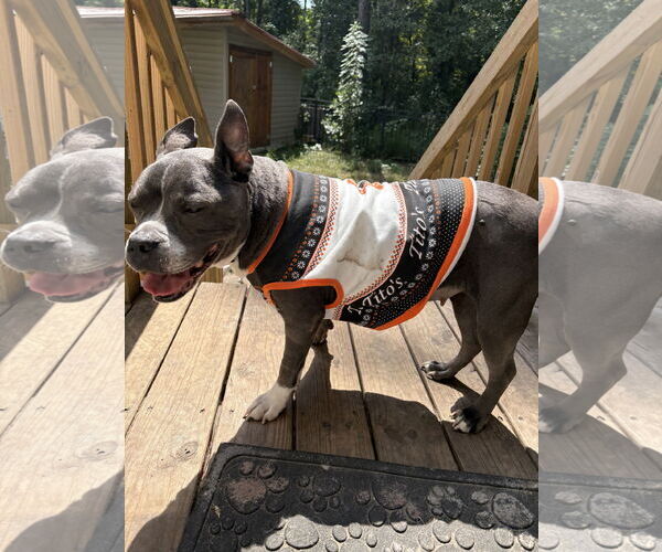 Medium Photo #4 American Pit Bull Terrier-Unknown Mix Puppy For Sale in Mount Pleasant, SC, USA