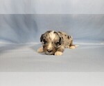 Small #6 Bernedoodle (Miniature)