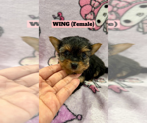 Yorkshire Terrier Puppy for sale in BERWYN, IL, USA