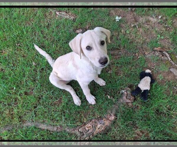 Medium Photo #4 Labrador Retriever-Unknown Mix Puppy For Sale in Coldwater, MI, USA