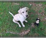 Small #3 Labrador Retriever Mix