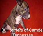 Small #13 Bull Terrier