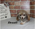 Small Photo #1 Poodle (Toy) Puppy For Sale in CHANUTE, KS, USA