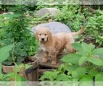Small Photo #5 Goldendoodle Puppy For Sale in FISHERS, IN, USA