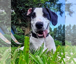 Pointer-Unknown Mix Dogs for adoption in Sanford, FL, USA