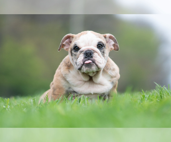 Medium Photo #9 Bulldog Puppy For Sale in WARSAW, IN, USA