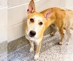 Small #1 German Shepherd Dog-Siberian Husky Mix