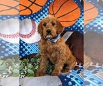 Small Photo #2 Miniature Labradoodle Puppy For Sale in QUARRYVILLE, PA, USA