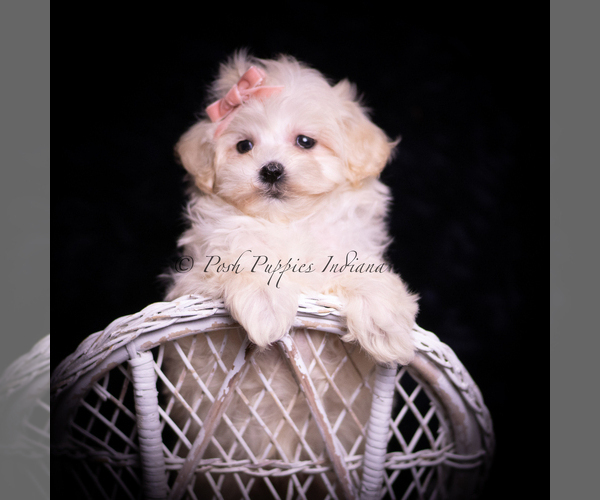 Medium Photo #101 Maltipoo (Miniature) Puppy For Sale in WARSAW, IN, USA