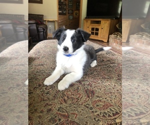 Shetland Sheepdog Puppy for sale in BONNERS FERRY, ID, USA