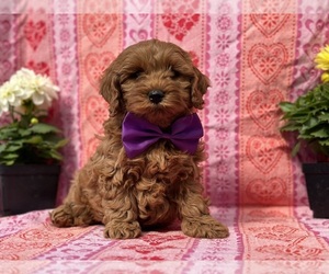 Cavapoo Puppy for sale in LANCASTER, PA, USA