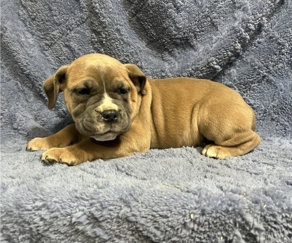 Medium Photo #2 Olde English Bulldogge Puppy For Sale in CHETEK, WI, USA