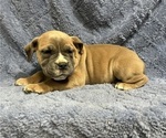 Small #1 Olde English Bulldogge