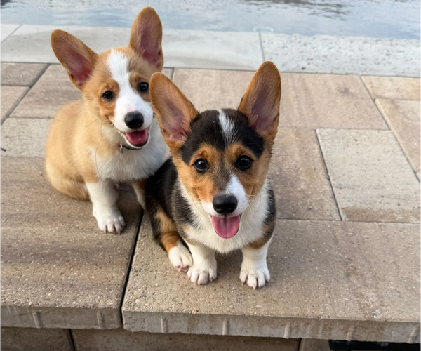 Medium Photo #8 Pembroke Welsh Corgi Puppy For Sale in ROCKWALL, TX, USA