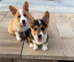 Small #7 Pembroke Welsh Corgi