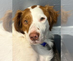 Brittany Dogs for adoption in Curwensville, PA, USA