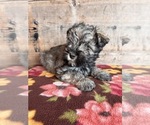 Small Photo #9 Schnauzer (Miniature) Puppy For Sale in VERMONTVILLE, MI, USA