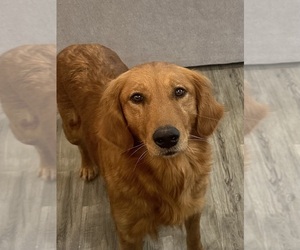 Mother of the Golden Retriever puppies born on 06/20/2026