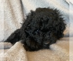 Small Photo #8 Labradoodle Puppy For Sale in CISCO, TX, USA
