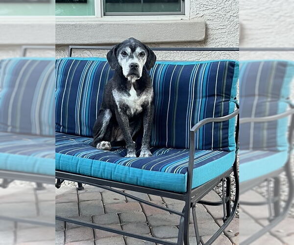 Medium Photo #1 Labrador Retriever-Unknown Mix Puppy For Sale in Queen Creek, AZ, USA