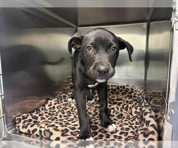 Medium Photo #1 American Staffordshire Terrier-Unknown Mix Puppy For Sale in Grand Prairie, TX, USA
