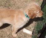 Small Photo #4 Golden Retriever Puppy For Sale in COMMERCE, GA, USA