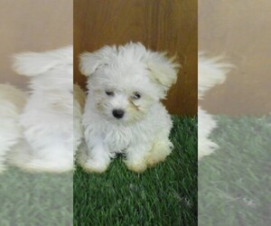 Maltese Puppy for sale in SIOUX CENTER, IA, USA