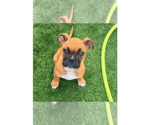 Boxer Dogs for adoption in Austin, TX, USA