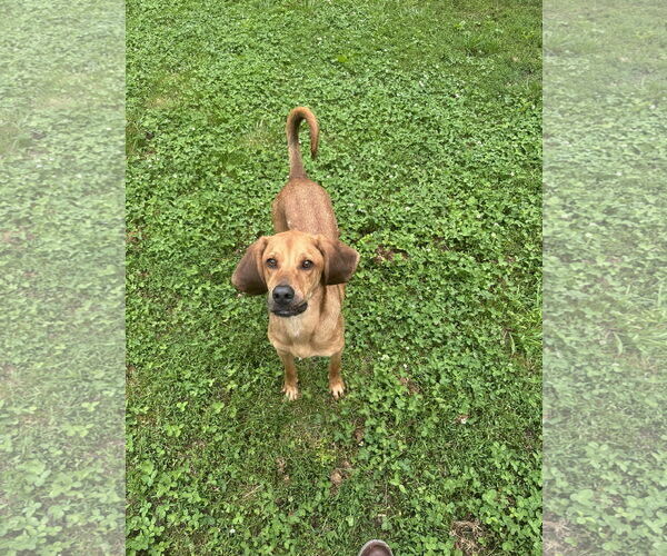 Medium Photo #3 Mutt Puppy For Sale in Low Moor, VA, USA
