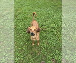 Small #2 Mutt