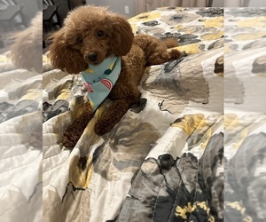 Mother of the Cavapoo puppies born on 05/08/2025