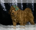 Small #4 Goldendoodle (Miniature)