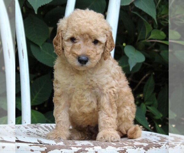 Medium Photo #5 Labradoodle-Poodle (Miniature) Mix Puppy For Sale in PARADISE, PA, USA