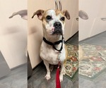Small #6 American Pit Bull Terrier Mix