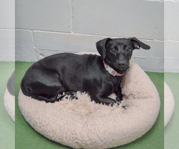 Medium Photo #2 Dachshund Puppy For Sale in Huntley, IL, USA