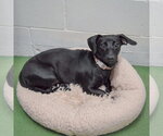 Small #1 Dachshund