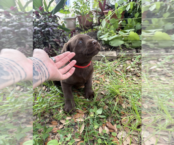 Medium Photo #4 Labrador Retriever Puppy For Sale in LEHIGH ACRES, FL, USA