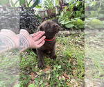 Small #3 Labrador Retriever