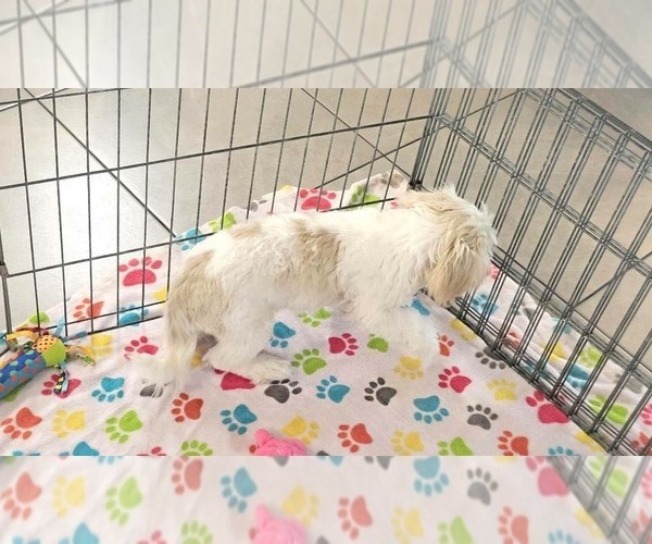Medium Photo #7 Shih Tzu Puppy For Sale in ORO VALLEY, AZ, USA