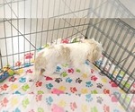 Small #6 Shih Tzu