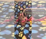 Small Photo #11 Yorkshire Terrier Puppy For Sale in AKRON, OH, USA
