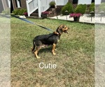 Small Photo #1 Beagle Puppy For Sale in NATHALIE, VA, USA